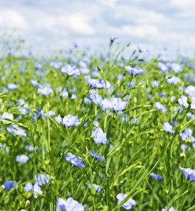 Blooming flax field